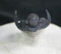 Aesthetic Cornuproetus Trilobite On Pedastal #7899-2